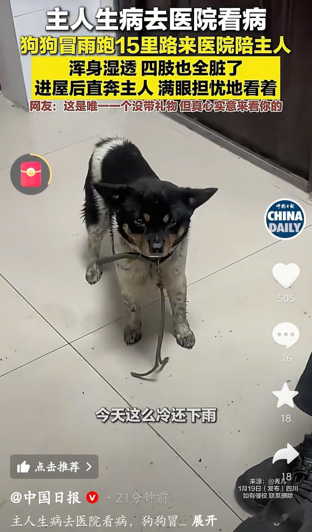 2026年第一感人“狗狗”出现了！这只满身是泥的狗狗，刚登上了“中国日报”，看哭