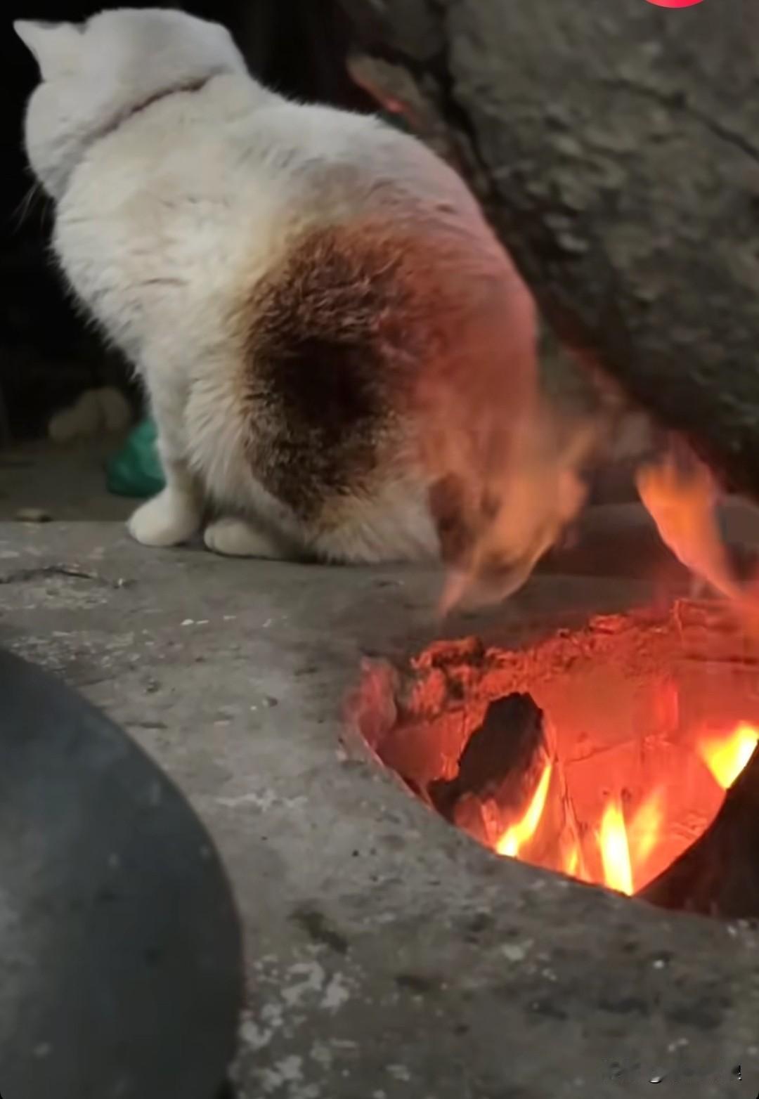 寒冬里小奶狗凑在暖炉边烤火，绒毛被烤得发焦，还美滋滋地暗自庆幸，既能闻着暖融融的