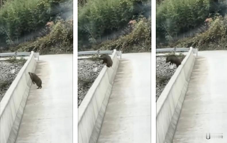 野猪跳桥后当场摔死，目击者：受惊吓跳下20多米高桥，尸体已深埋。野猪虽然是食物链