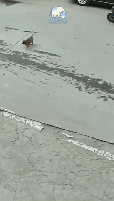 可怜的汪星人。