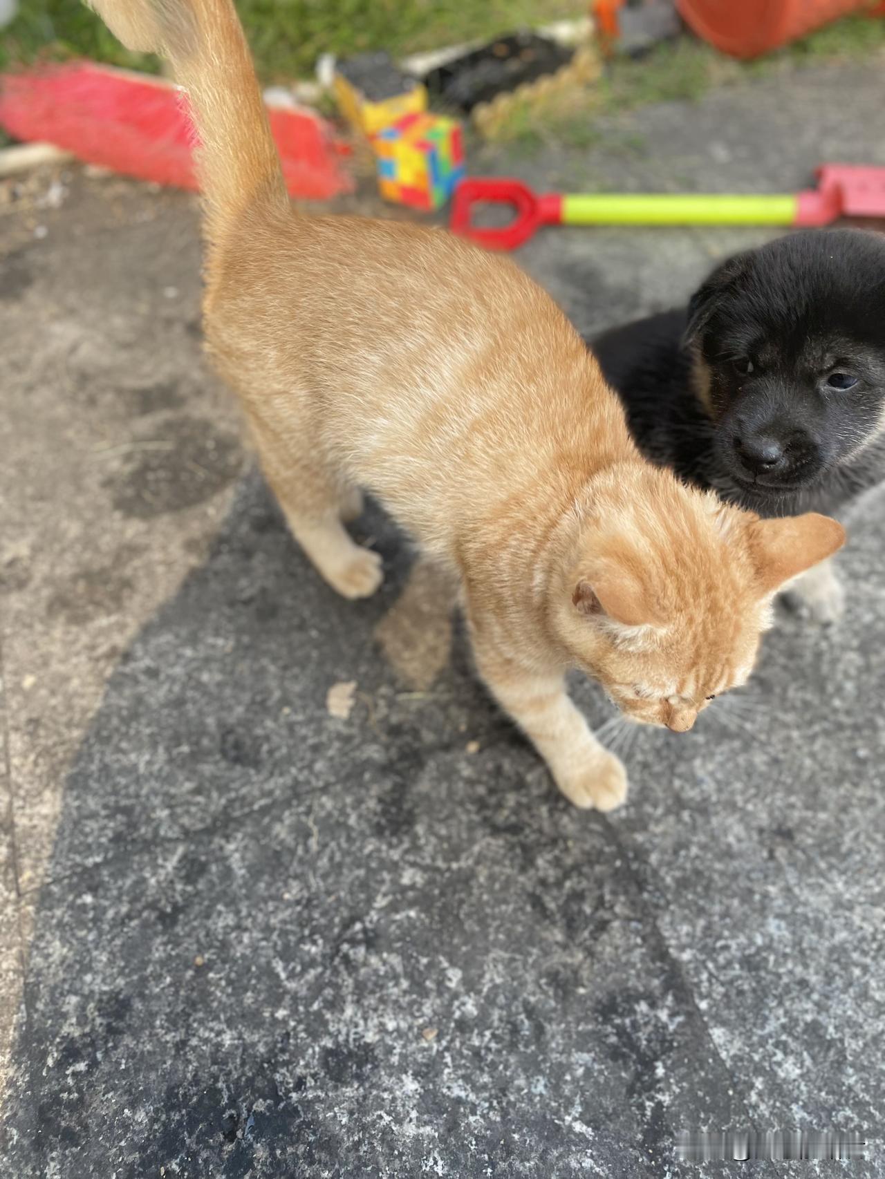 这种外空来的小仙女真的太搞笑了！一女子，和男友谈恋爱谈了半年，男朋友带她回农村老