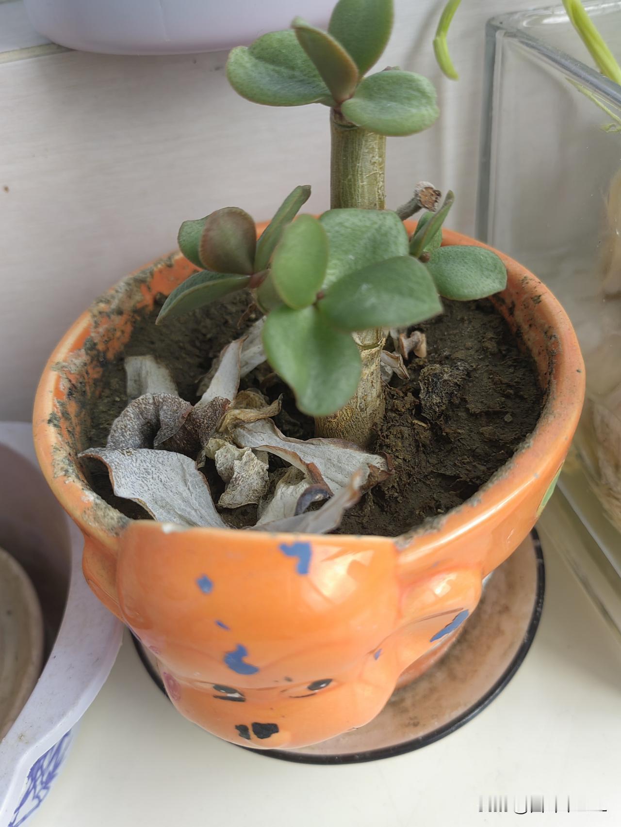 萌趣小盆栽，绿意盎然，生机勃勃！