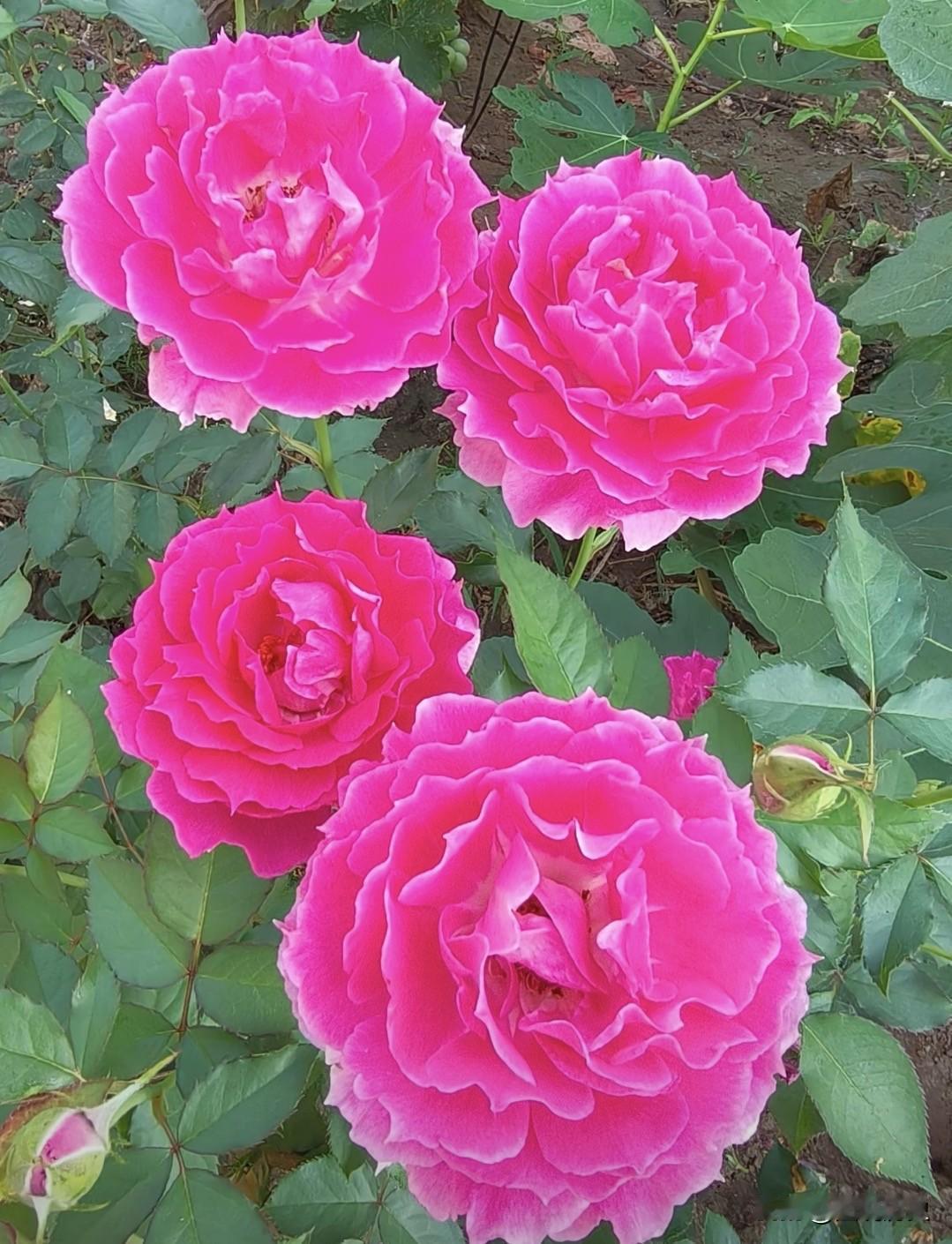 地栽月季天方夜谭，绝了作为地栽月季的天花板，天方夜谭可以说是极品中的极品，他