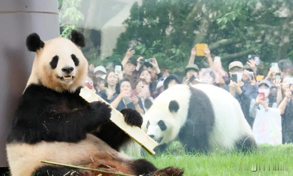 日本动物园没熊猫了，员工穿上玩偶装让游客投喂？这事儿听起来像段子，可还真发生