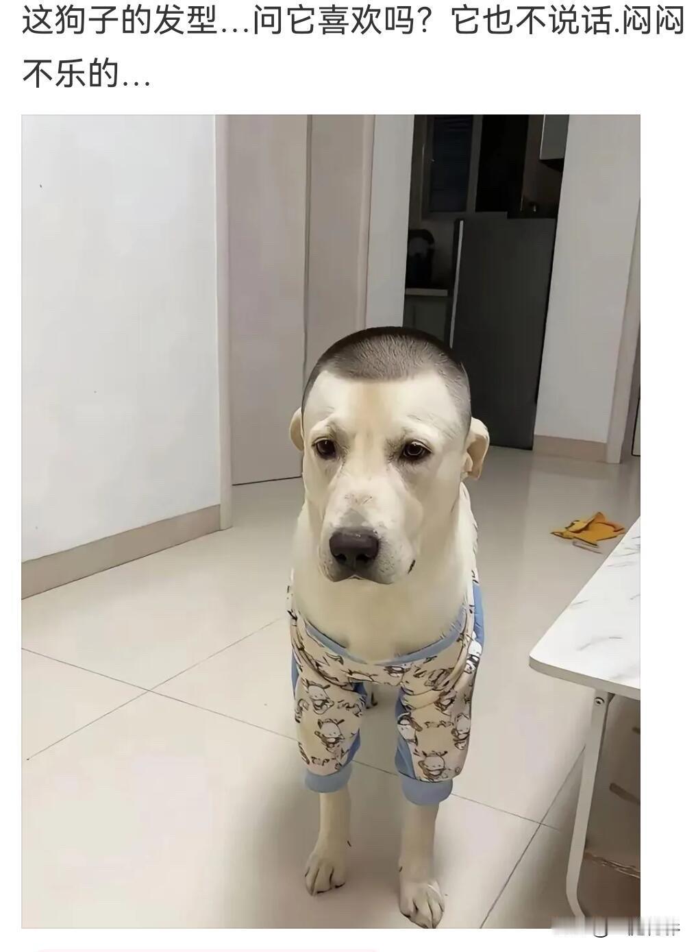 这发型绝了[呲牙笑][呲牙笑][呲牙笑]