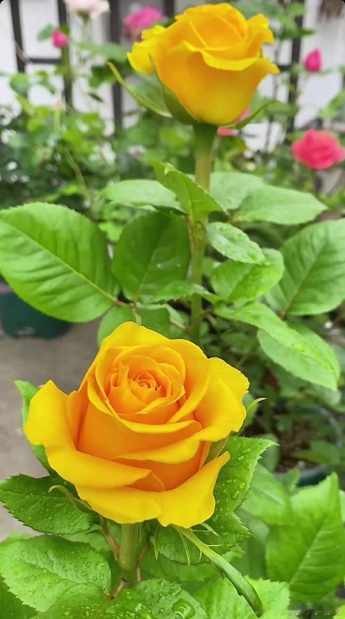 兔年属牛人的烂桃花会在兔年间出现,到了兔年间,属牛人的情绪会变得十分敏感,与个人