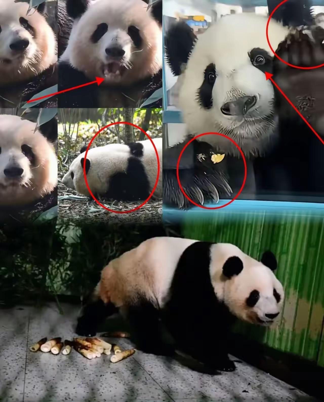 有些事情我们不说 日本人永远不可能知道 他们一直以为熊猫是高冷的动物，没