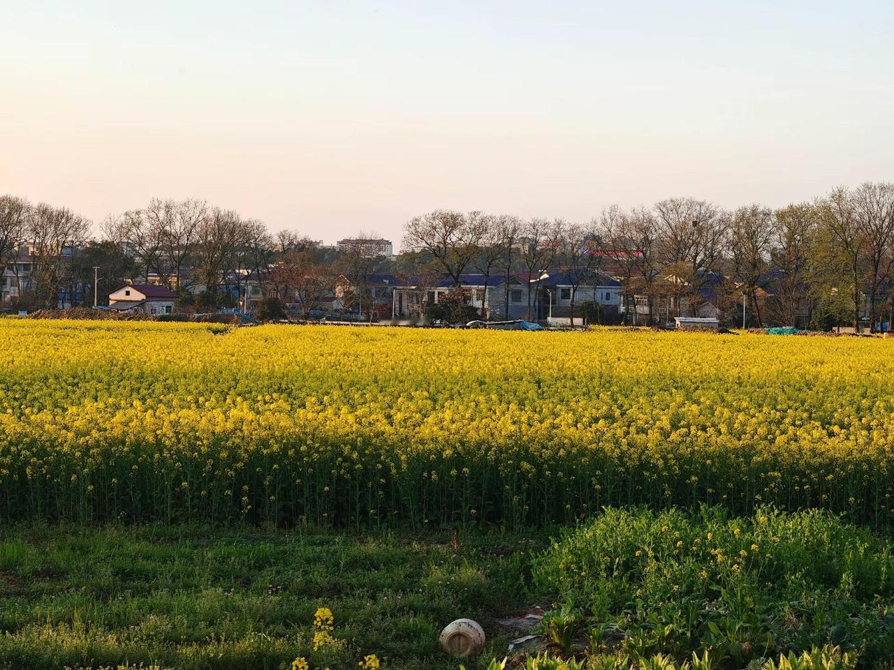 春暖花开的日子，怎么少得了油菜花的身影。治愈系风景我拍过的治愈风景色记录身边