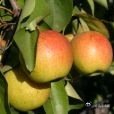 《红肖梨_百度百科》红肖梨是蔷薇科梨属的野生果树品种，因果实色泽红艳、外形酷似苹果，俗称北京红梨，又