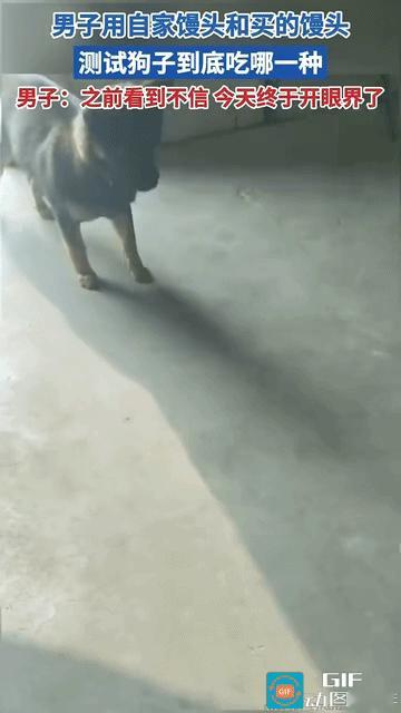 网友震惊了:一男子想看看买的馒头健不健康，就用买的馒头和自己蒸的馒头喂狗狗来测试