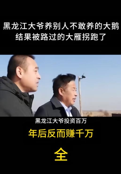 黑龙江大爷砸百万养六千只大鹅，结果全被大雁拐跑，血本无归。谁知第二年大鹅拖家带口
