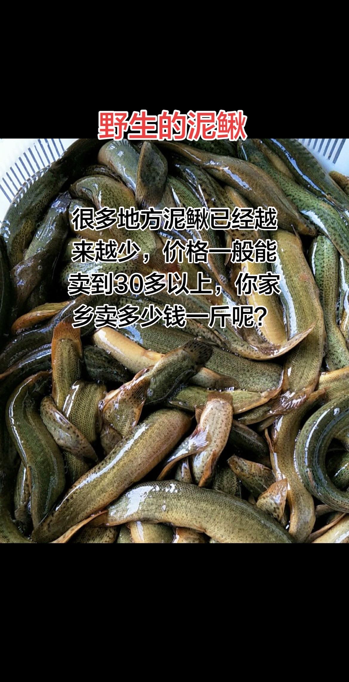 野生泥鳅一般卖到30块以上，不过也很难买得到野生的了，这10多年了，已经越来越少