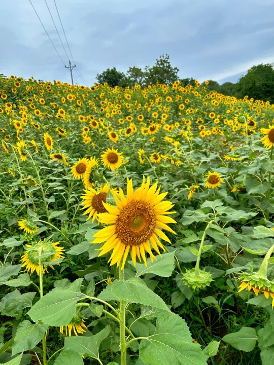 重庆大片向日葵🌻稻田🌾 免费打卡拍照📷