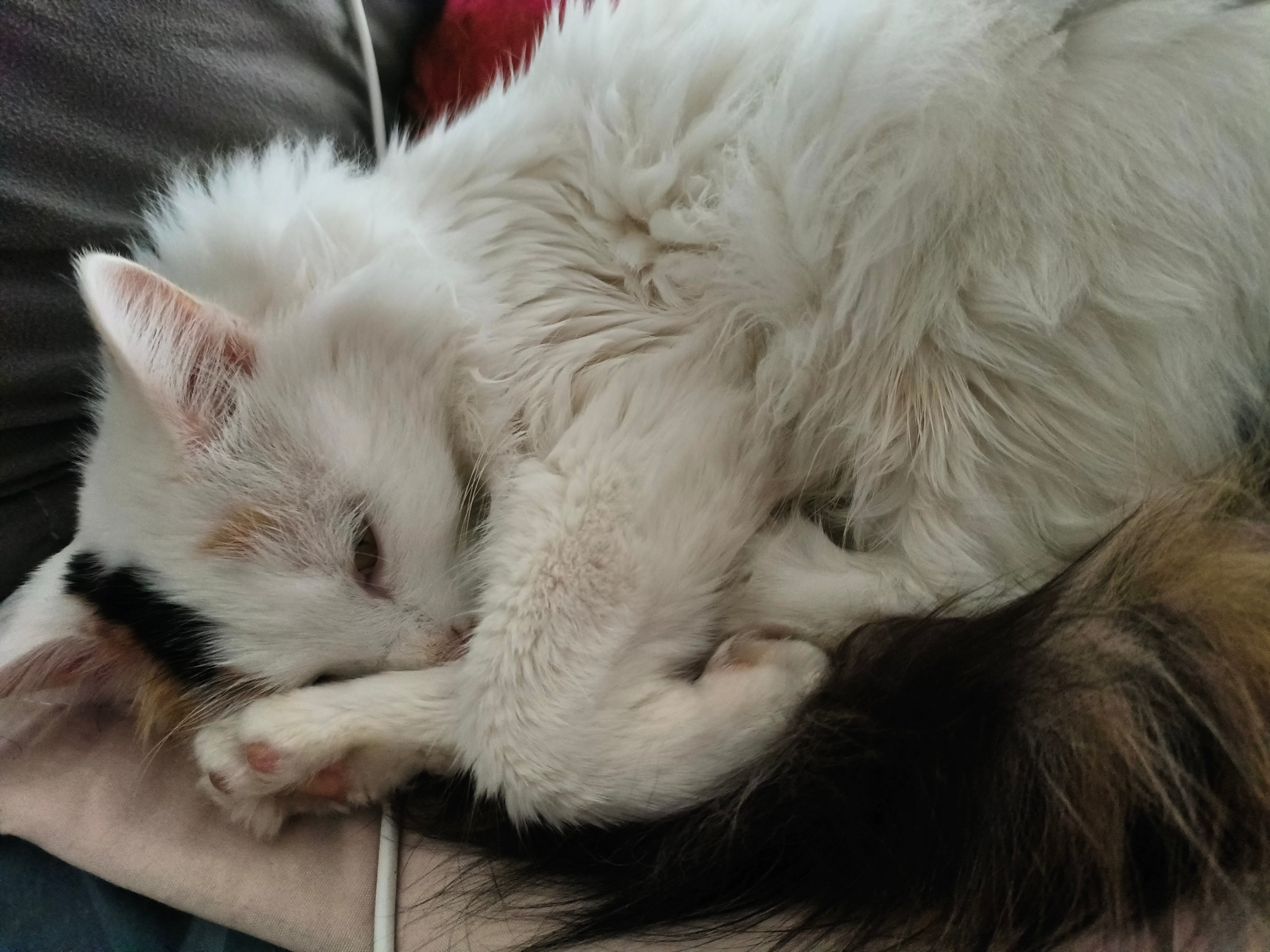 怀疑猫咪偷偷开了反应挂！上一秒还瘫在沙发摆烂，下一秒听到开罐声瞬间弹射起飞，连残