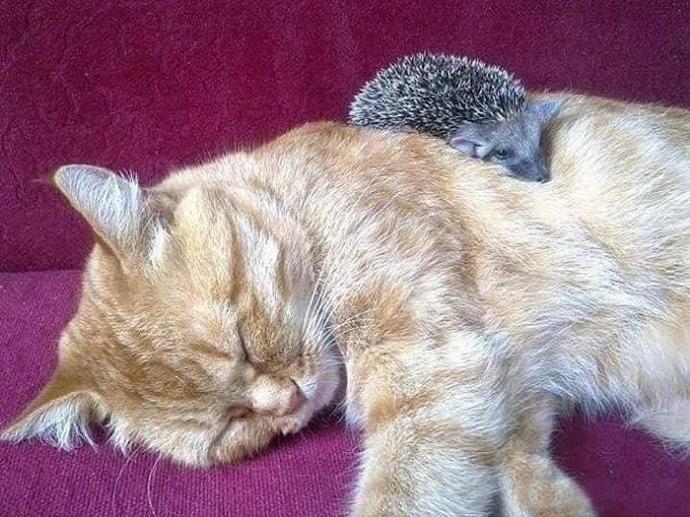 一只大橘在刺猬妈妈死后收养了这群小刺猬，每天充当妈妈照顾他们，还会“喂奶”和抱着