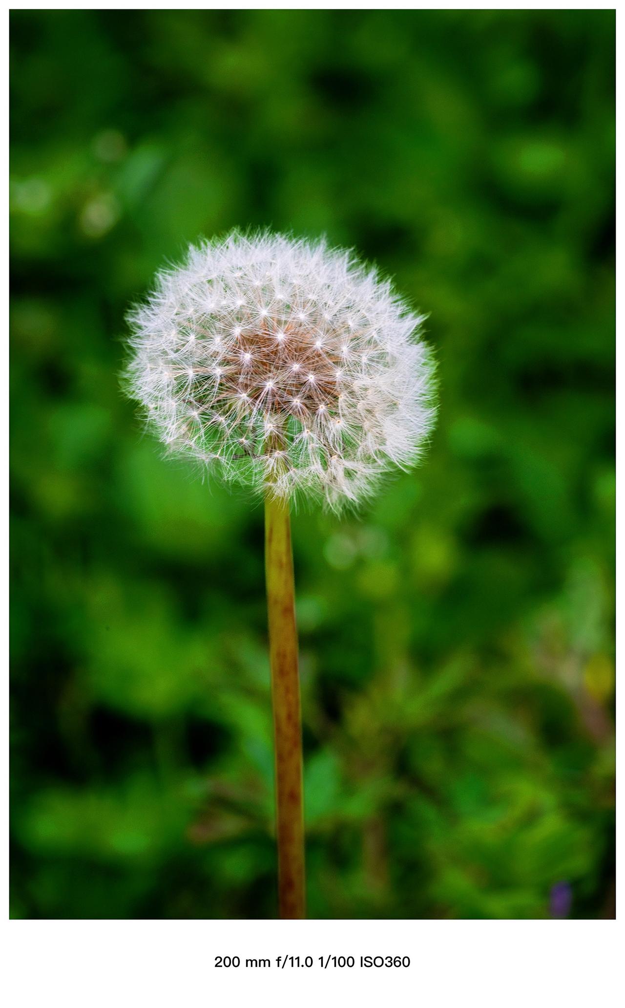 花花草草自有它们的温柔…拍花成画微距花的世界很美摄影是写给时光的情书