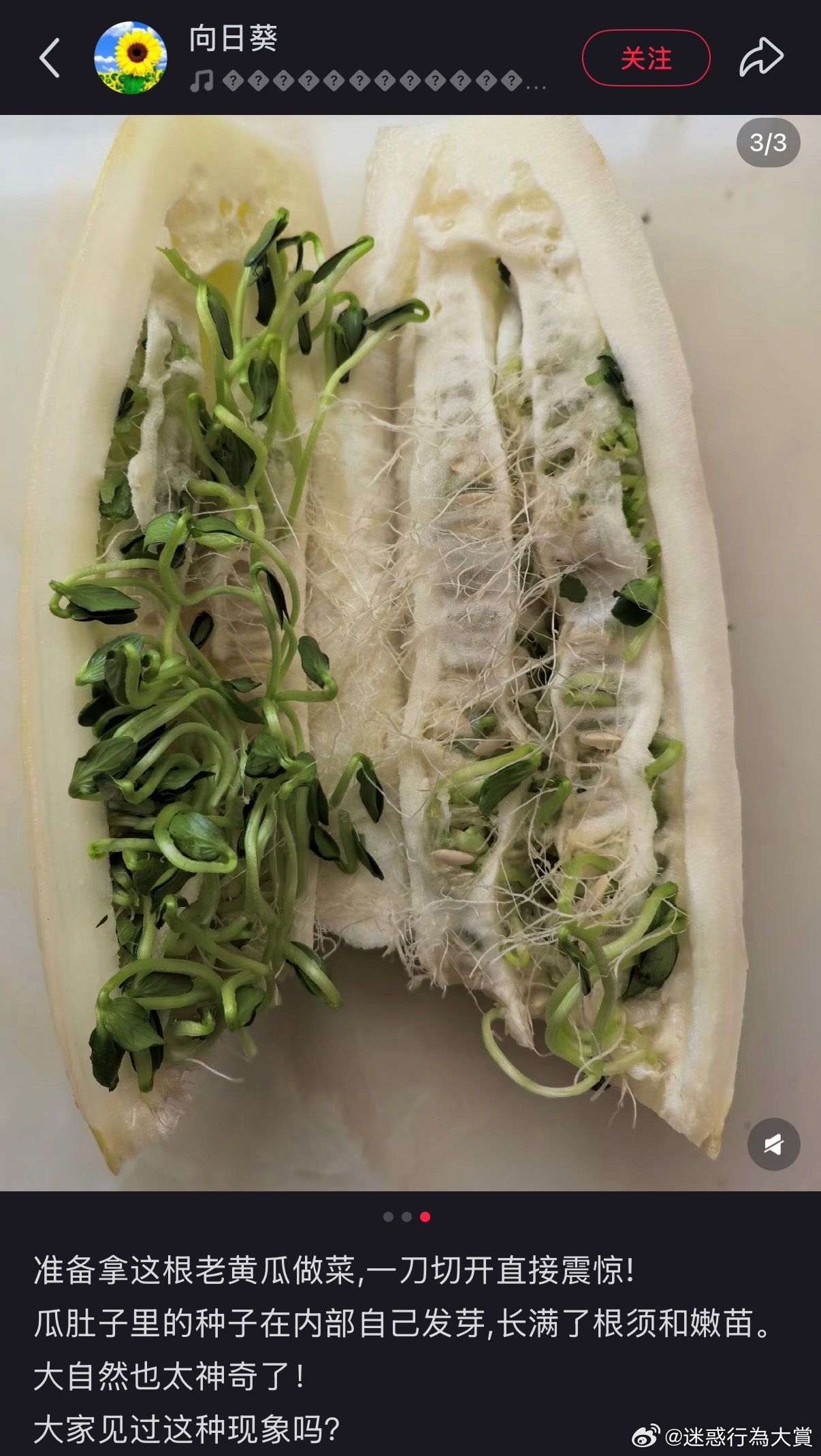 还以为是什么素食热狗​​​
