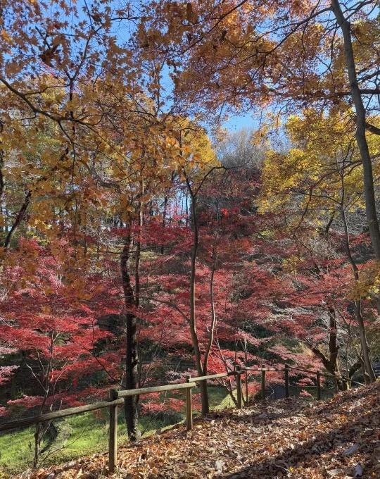 东京周边没车也能去的绝景红叶药师池公园真的非常非常非常推荐这个地方！！！！