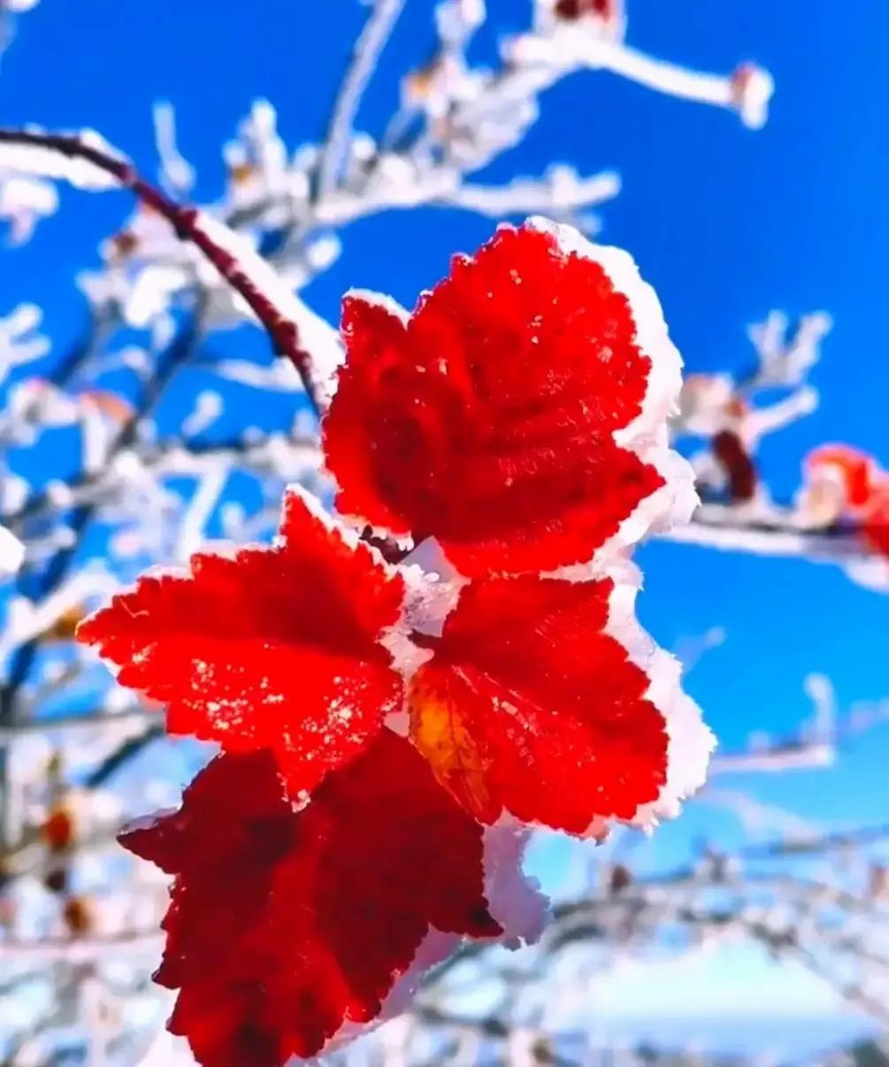 刷到个帖子，说现在不少丧偶老头找老太搭伙，算盘打得噼啪响：房子不出、生活费AA，