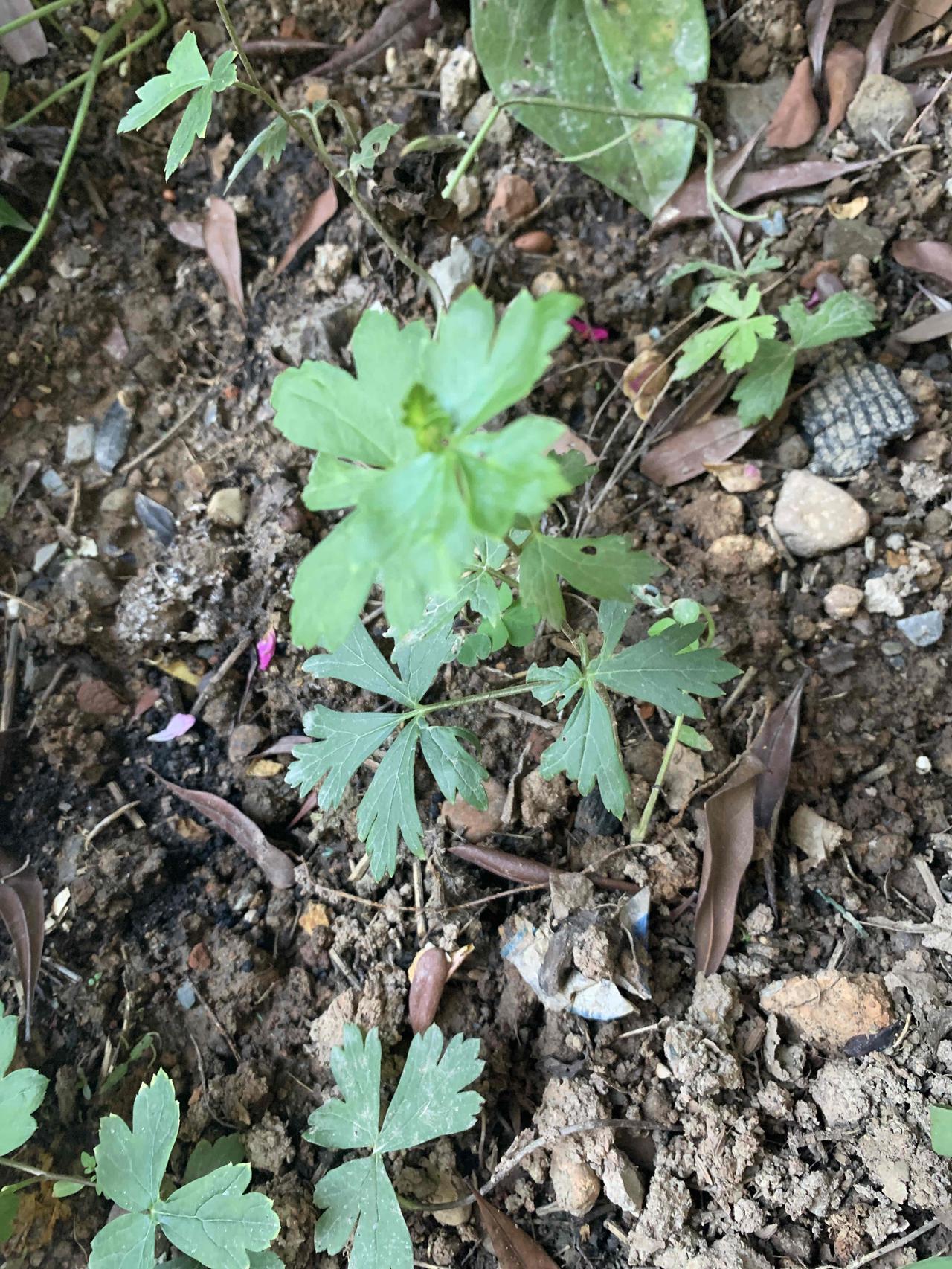 百草园种花不如种菜种菜不如种药分享种的花草你认识这几棵什么苗吗