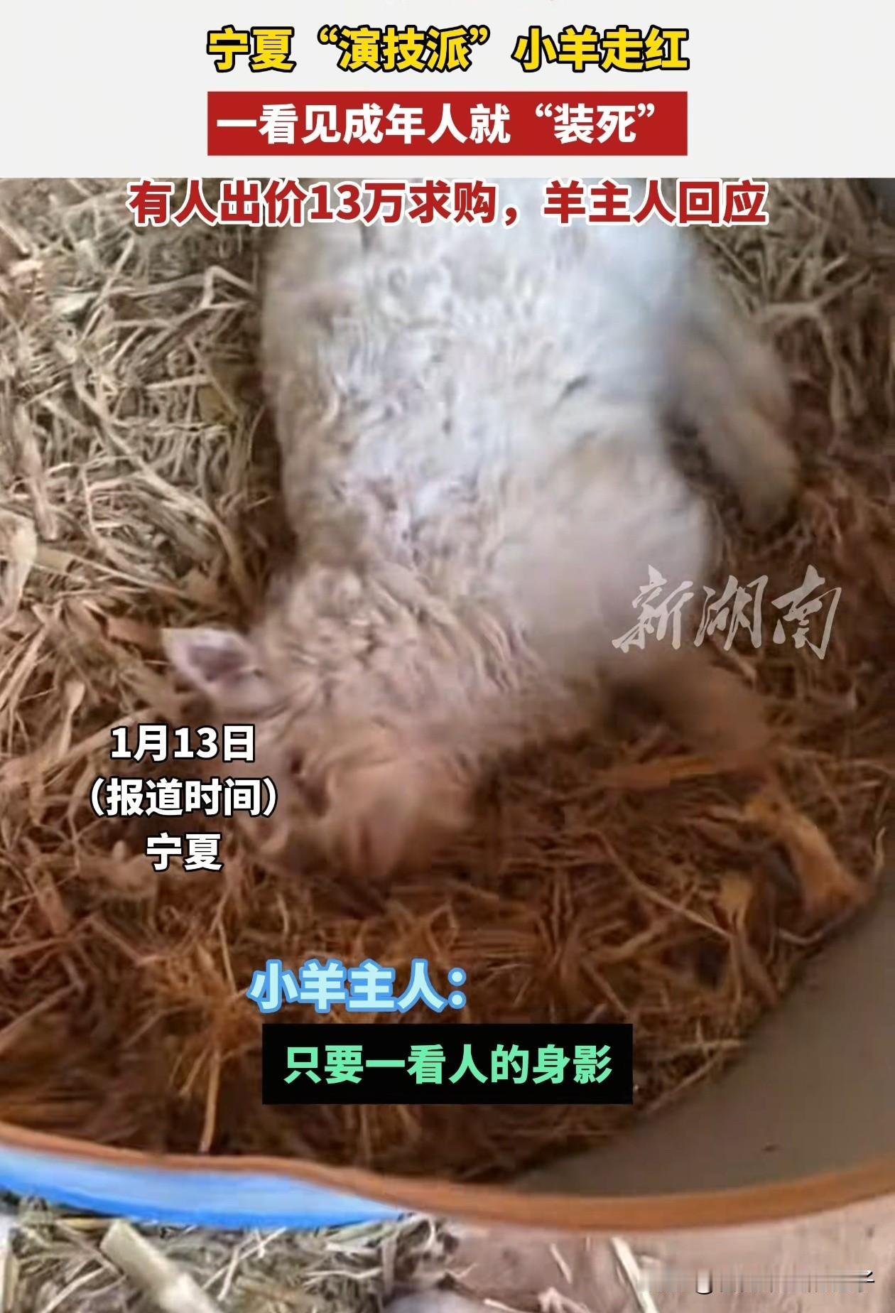 宁夏的这只小羊火了！主人原本计划把它拉到集市上去卖掉，可小羊一看到有人靠近它，就