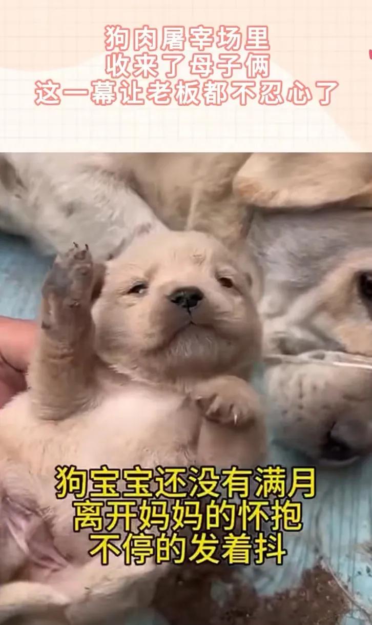 这个好像有点残忍啊！看视频里，母狗、小狗浑身都在发抖！[祈祷][祈祷][祈祷]狗