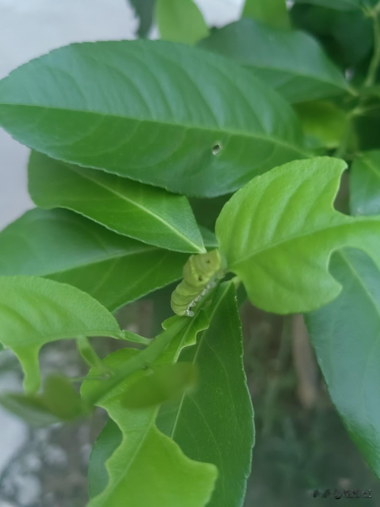 我老公这人没别的毛病，就是一个“懒”。不饿，就不想着做饭吃饭；一家人一顿饭你做