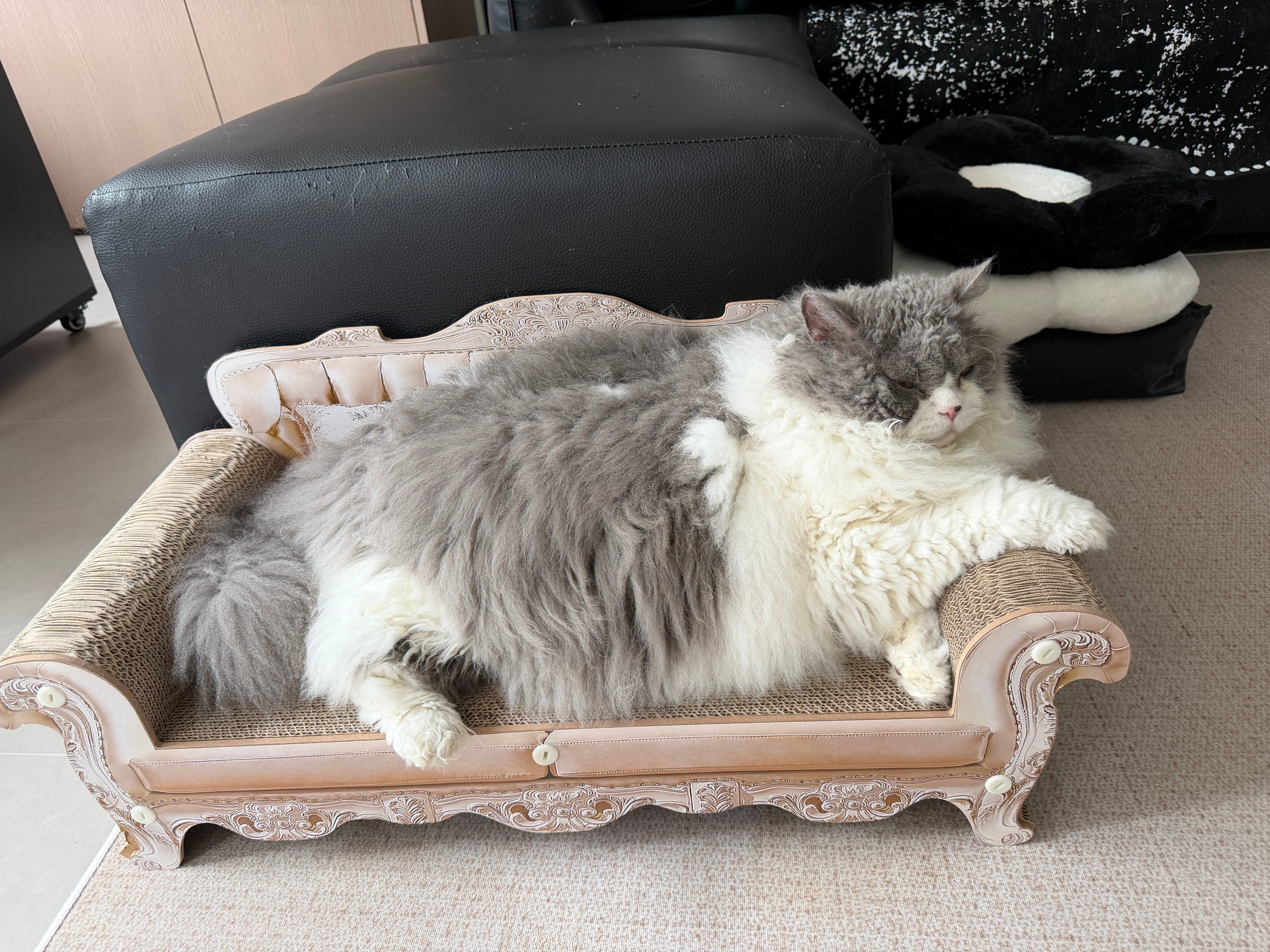 给我家主子整了个新沙发他还是挺满意的