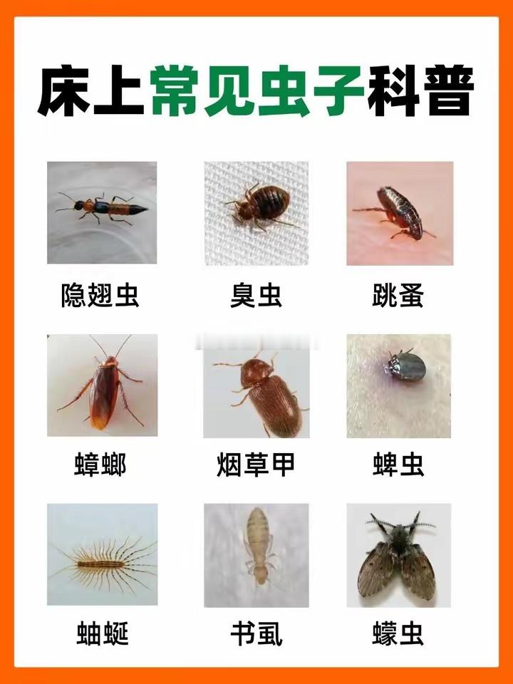 床上常见虫子科普，帮你识别家中小害虫~🐛🐛​​​