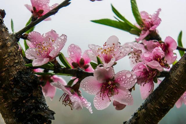 原来有个邻居，老公出轨，她就离婚拿钱走人了，没要孩子，两年后老公找她，要复婚，她