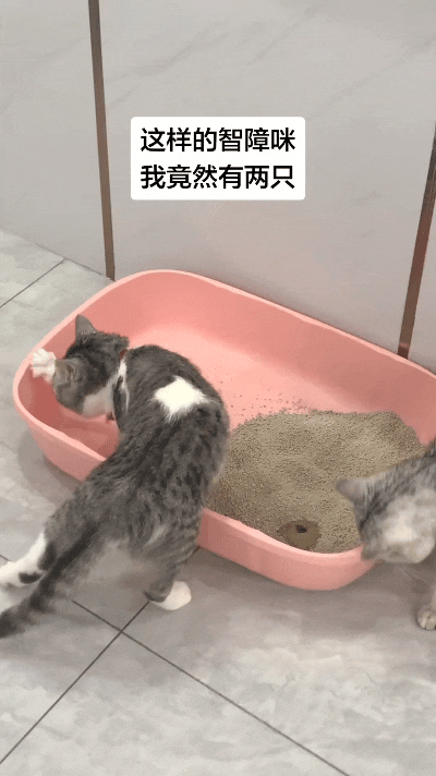 我看这视频来回瞅了好几遍，家里这俩小猫属实都不灵光。上完厕所一个光扒拉猫砂盆边边
