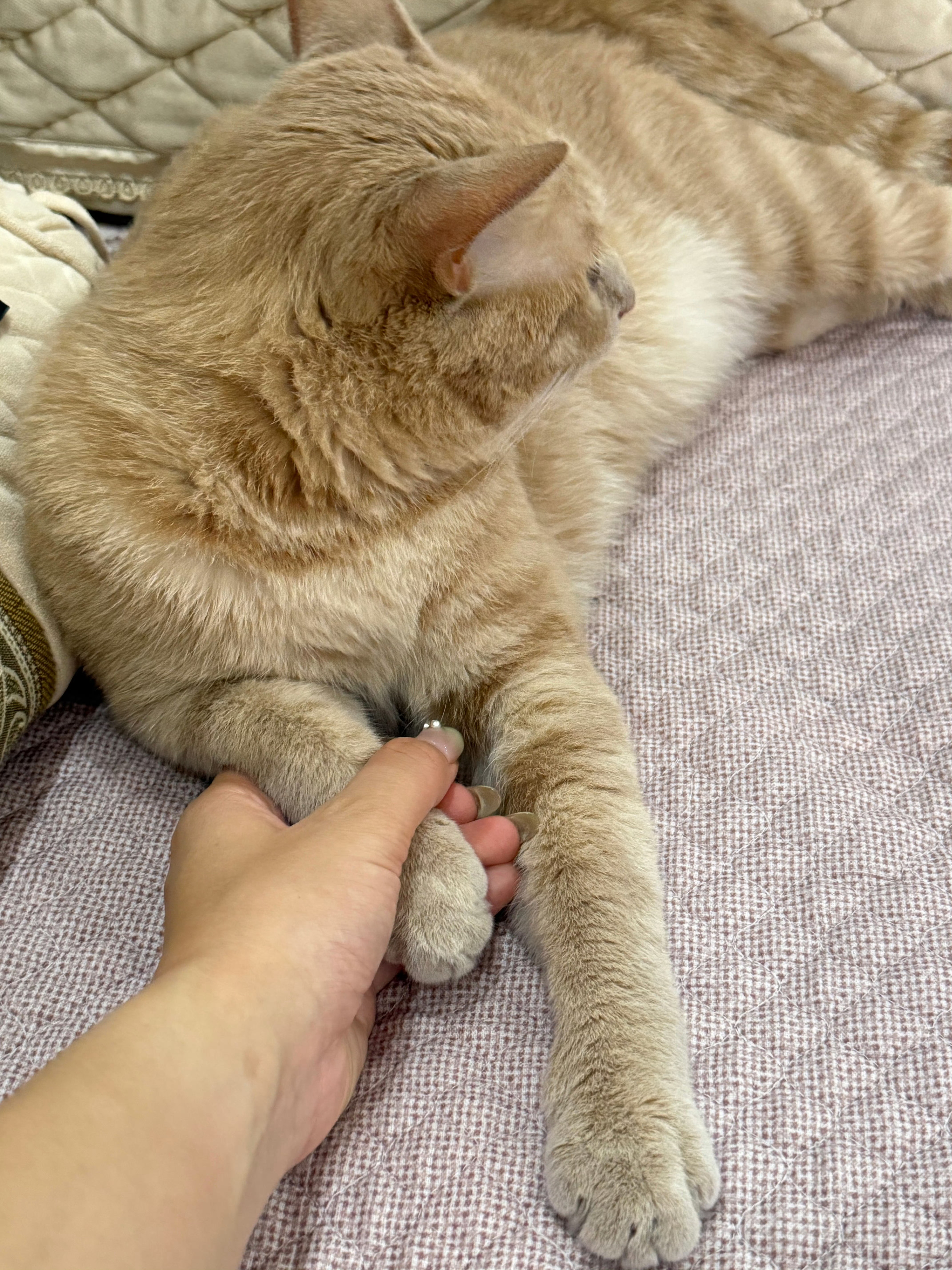 养猫人才知道小猫这一脚的含金量只有养咪的人才知道，有一只任rua，任亲的咪含金量