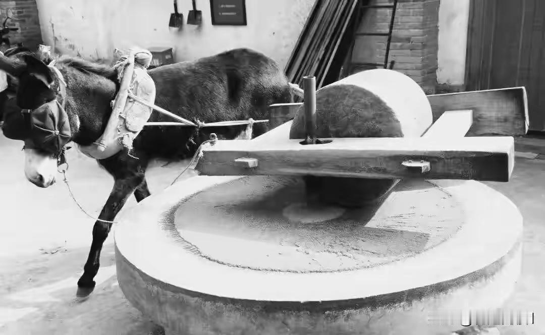 一张泛黄的老照片，竟牵出一段令人唏嘘的奇缘。日夜相伴的姑娘，谁能想到会是失散了四