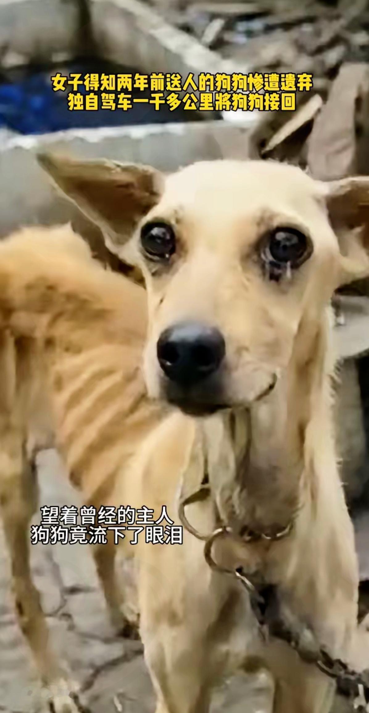 看完女子驱车千里接回被弃狗狗的故事，眼眶直接湿了！狗狗哪会不懂背叛与偏爱，两年分