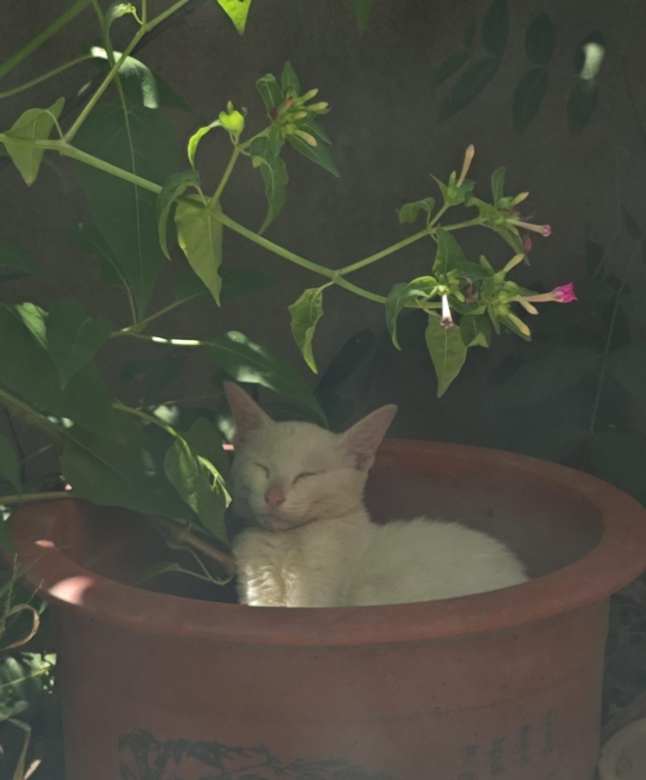 小野猫长大啦！从5月至今，已经养了半年。当初巴掌大小的小流浪猫，如今都已长大。