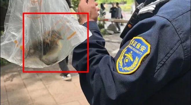 5月4日，杭州西湖边发生惊险一幕。爱鸟人士陆建利循着声音，从游客袋中救下了一只刚