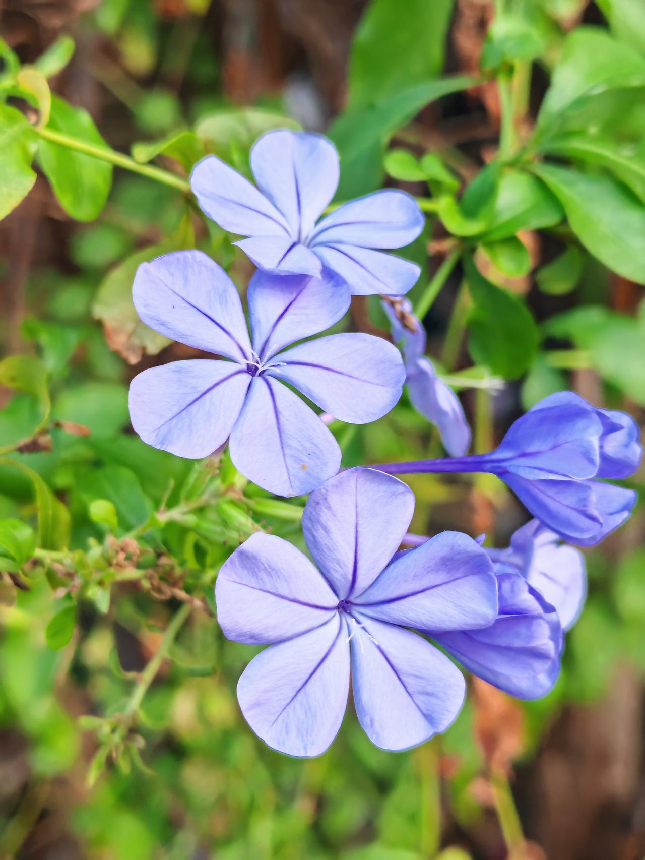 固态电池真的会取代燃油车吗?至少短时间内是取代不了的，为啥这么说呢？毕竟现在电