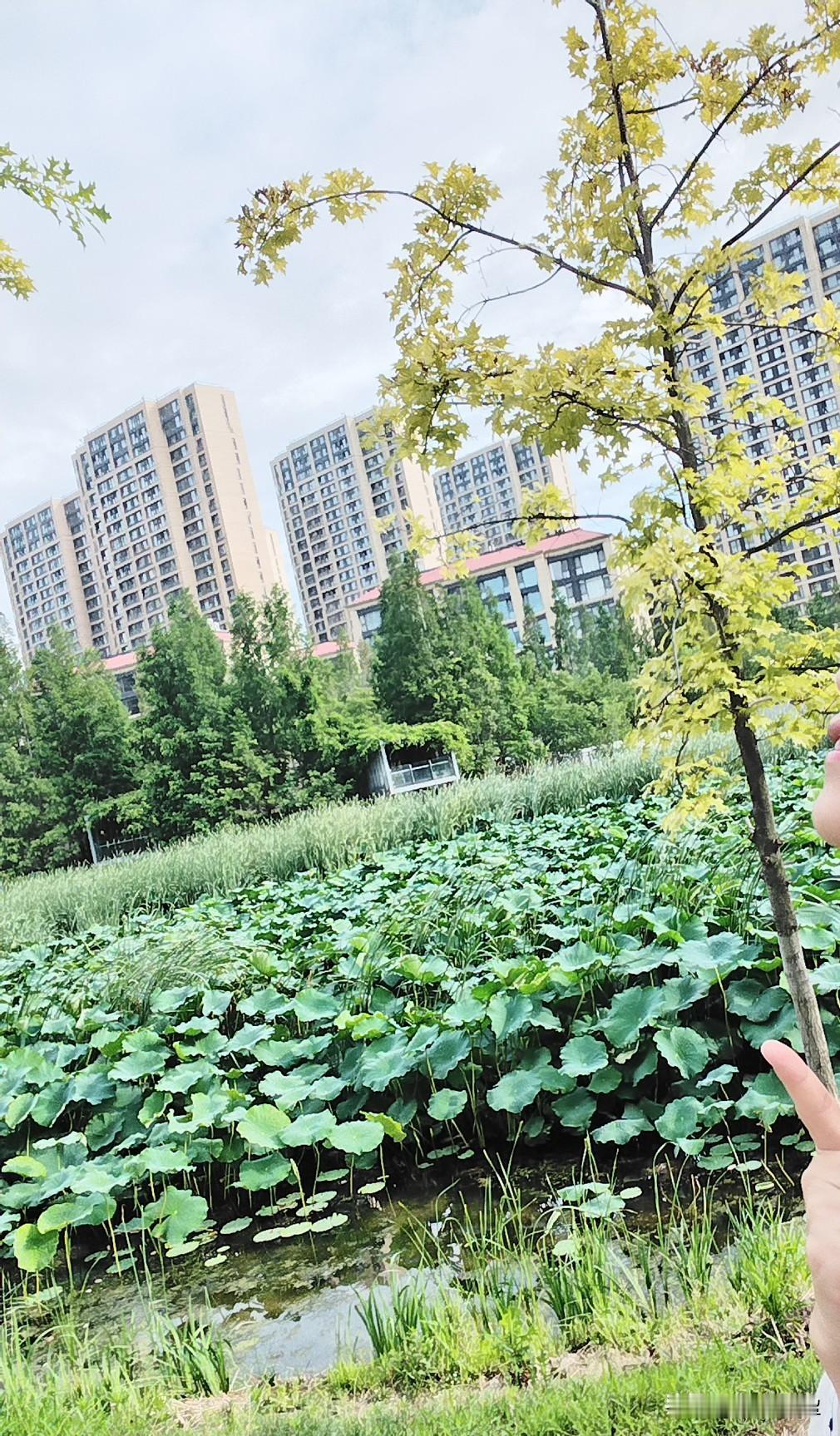 昨晚，又被热醒了，汗哗哗滴。拿起扇子扇起来，旁边老公正鼾声如雷，本想拿起手机录下
