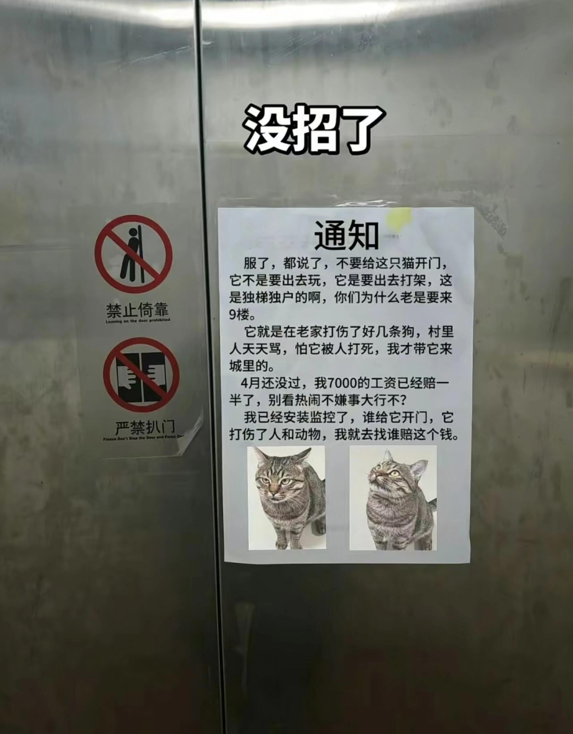 主人耽误哈基米上学了笑飞了​​​