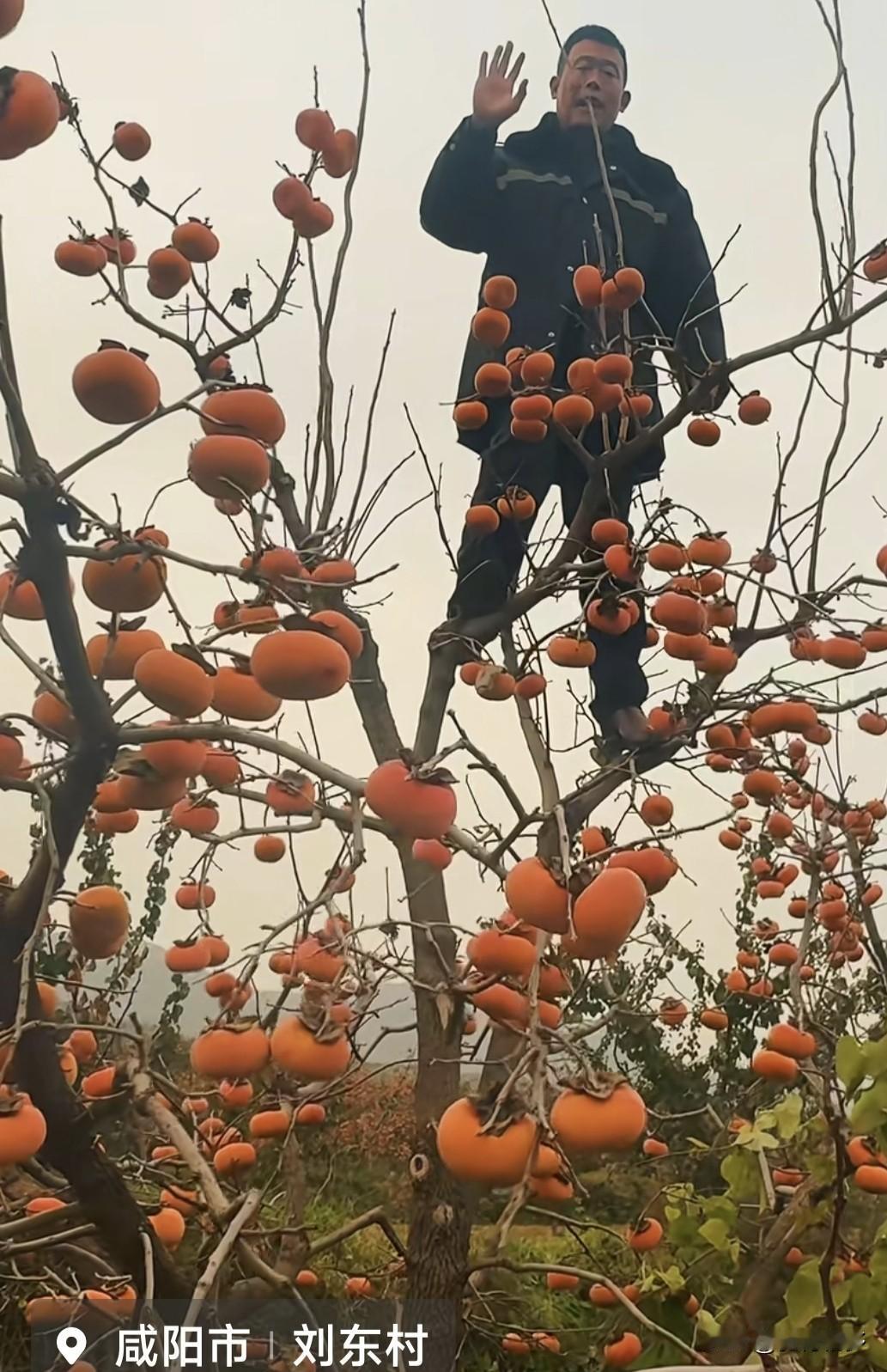 老家咸阳市的柿农乡党真大胆，竟然站在树上拍短视频向大家宣传他的柿子。老兄呀，宣传