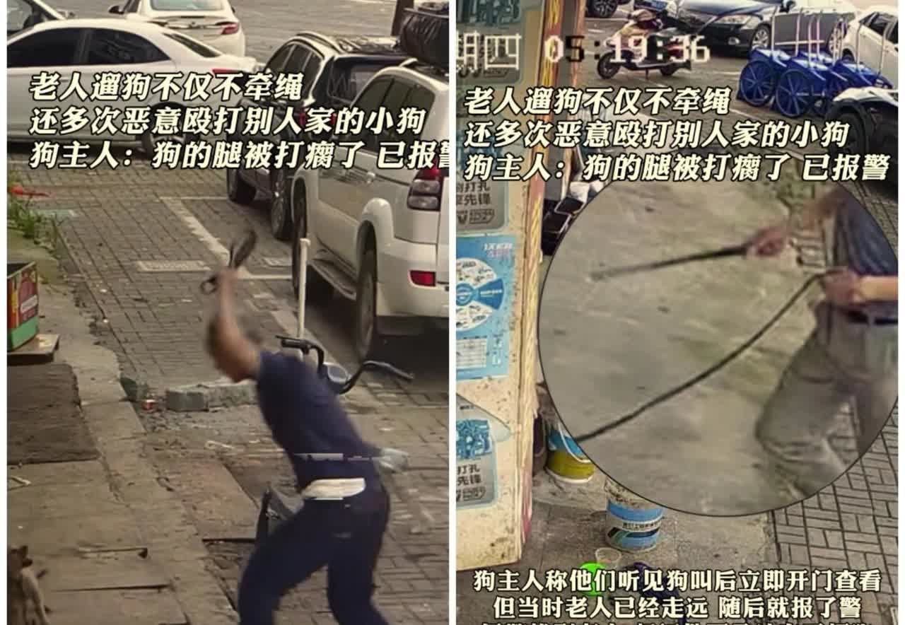 老人清晨遛狗不拴绳，自家狗上前挑衅店铺里拴着的小狗，自家狗被咬的叫唤出声，老人为