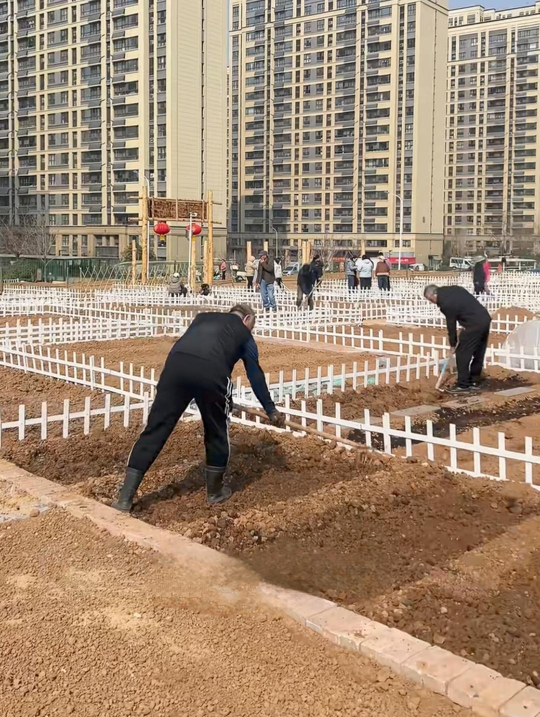 济南共享菜地项目，没想到市场反馈这么好！三十平米一块地，一年一千多元，年轻父