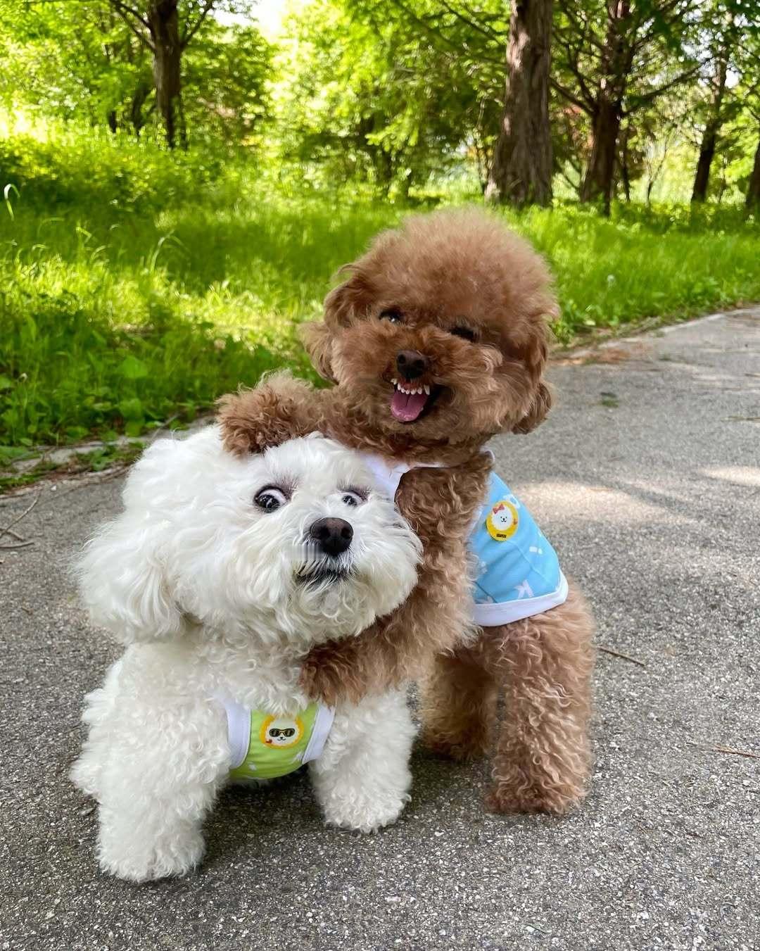 妈妈！他抢我小饼干吃！