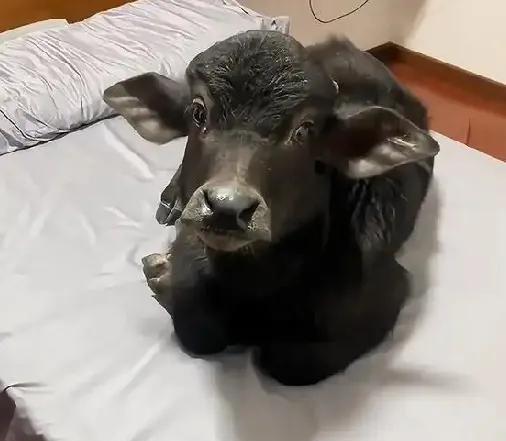哎呀，我可真服了，人家养宠物都是养小猫和小狗，我老婆今天居然买了一只小牛犊回家来