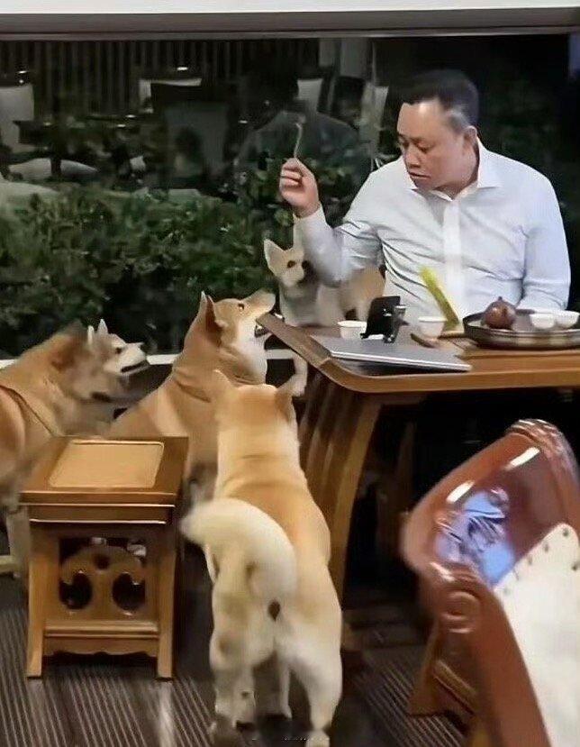 褪去江湖黄光裕退休生活曝光，喝茶逗狗日子安逸浮沉过后归于闲适🍵黄光裕退休日常曝