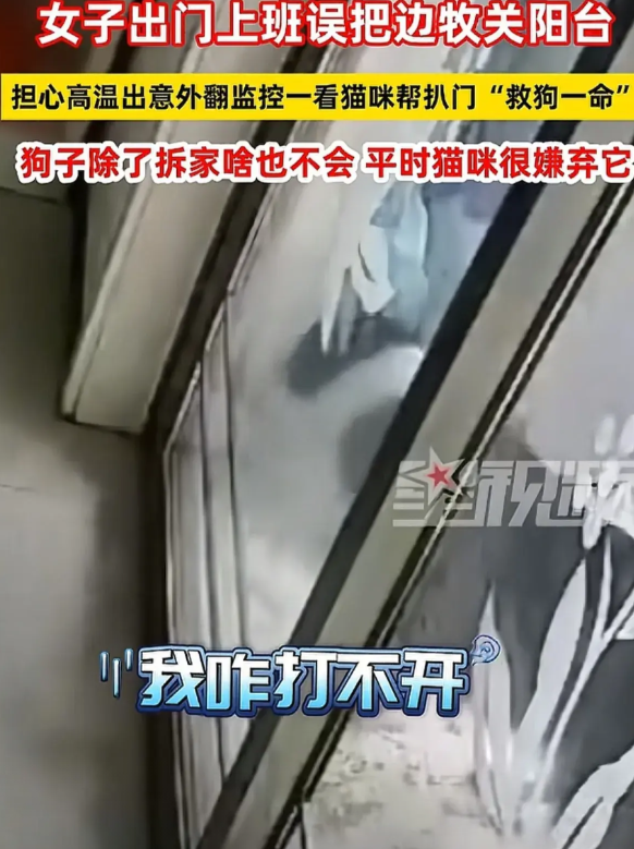 河北，女子出门上班，误把狗狗关在阳台。高温酷暑，女子担心狗狗会出意外，谁知打开监