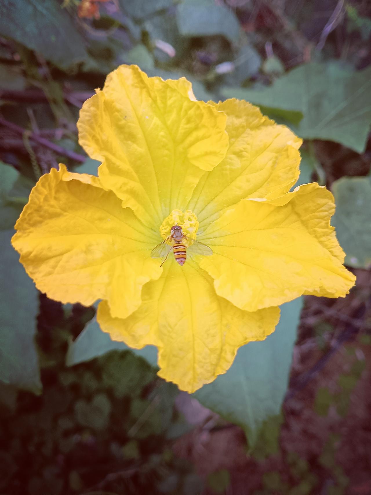 明黄的丝瓜花肆意舒展，小食蚜蝇停驻花蕊，花叶相映，满是生机盎然的田园野趣。