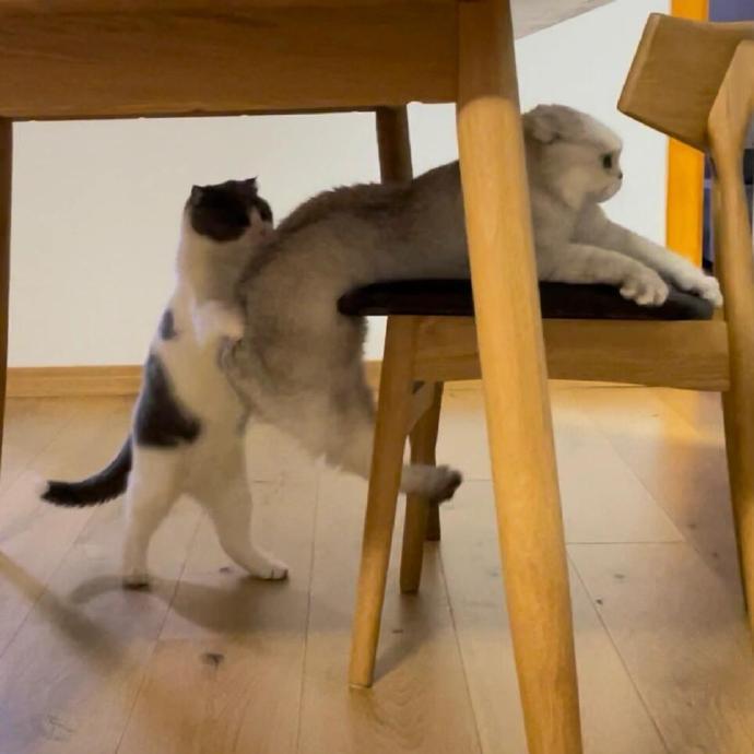 猫猫：我真的拴Q了