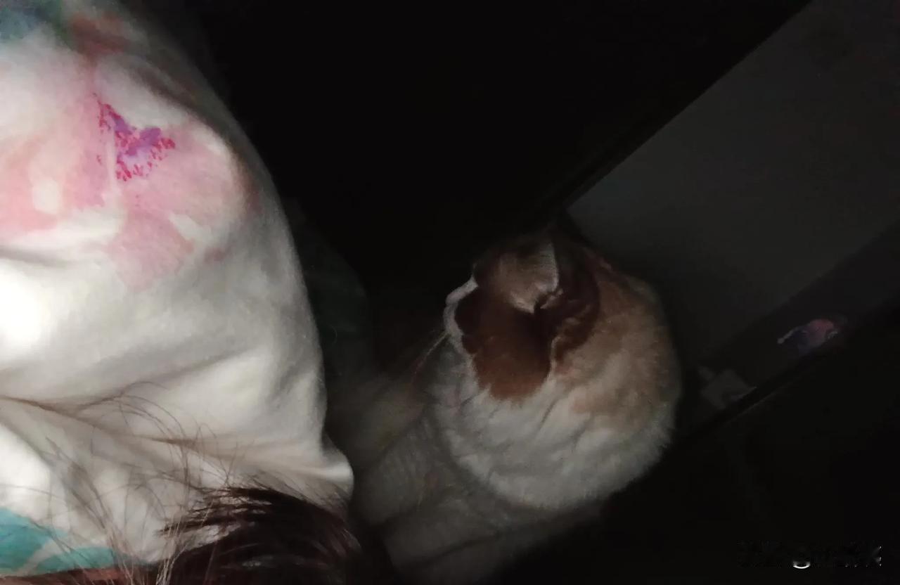 北京时间5：20睡在脚头的猫它是怎么判断出我醒了在玩手机的？[笑着哭]悄摸摸