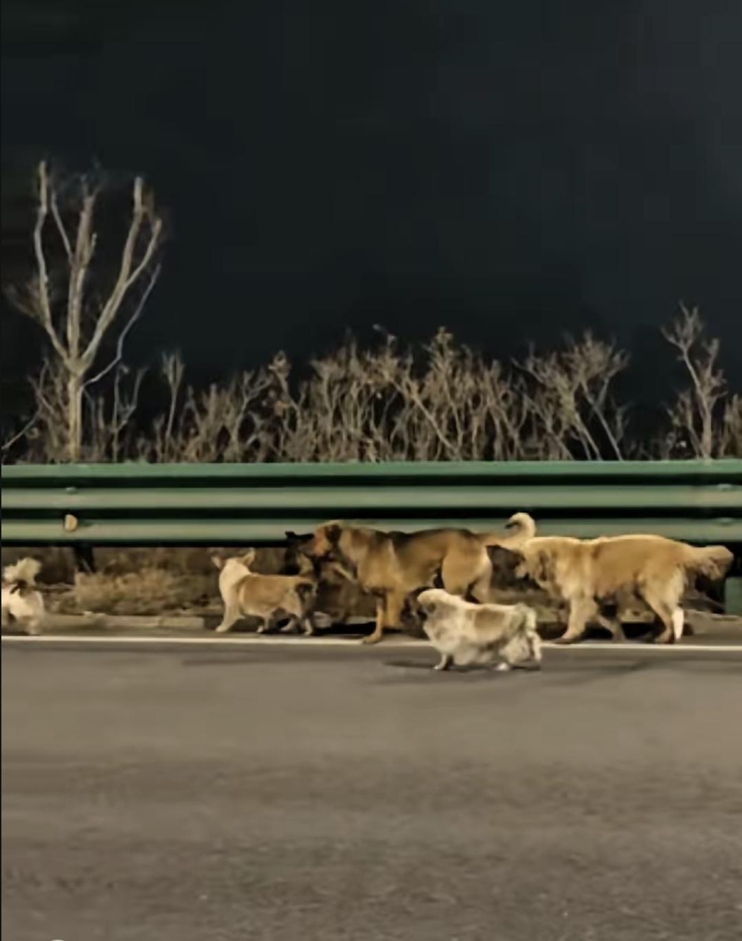 七只狗在路边走，不是乱跑，是在照顾一只受伤的狗。这事发生在长春长双路，3月16